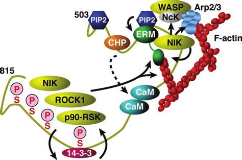 Schematic View Of Predicted Signaling Complexes At Nhe1 Nhe1 Binds Download Scientific Diagram