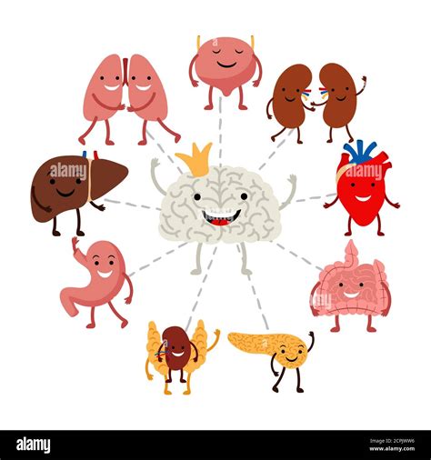 Brain Controls Internal Human Organs Vector Concept Illustration Of