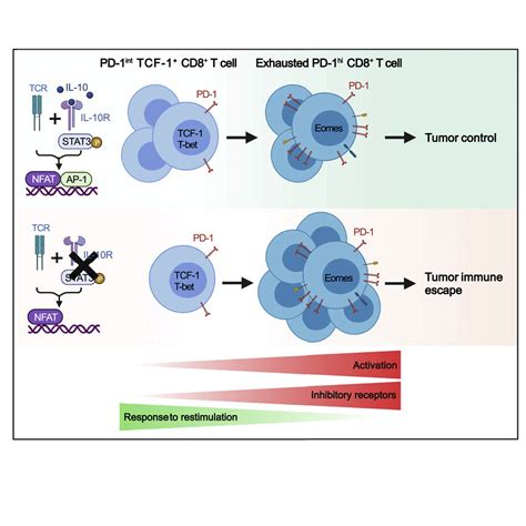 Interleukin 10 Receptor Signaling Promotes The Maintenance Of A Pd 1int