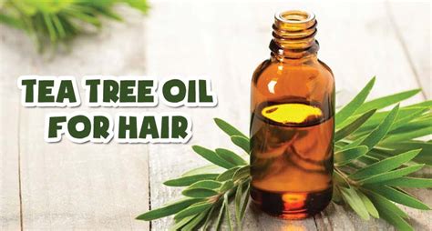 Get The Best Of Tea Tree Oil For Hair? - Do Like This! - Lewigs