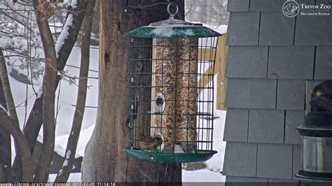 Tz Video Nut Hatch Sparrow Red Bellied Woodpecker