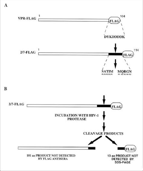 Protease Cleavage Assay A Schematic Diagram Of The Substrates