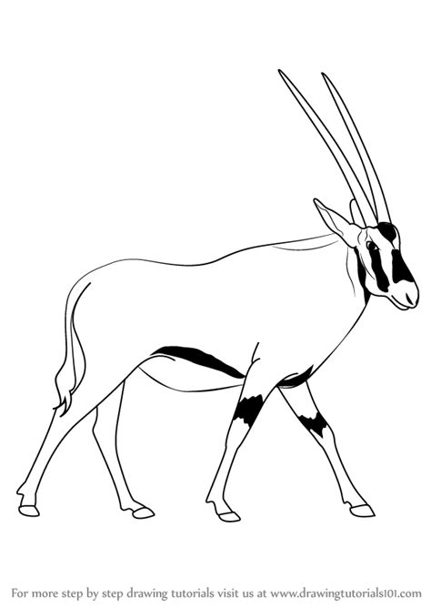 Gemsbok Drawing At Getdrawings Free Download