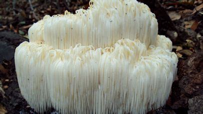 Hericium Erinaceus La Guida Definitiva Ai Funghi