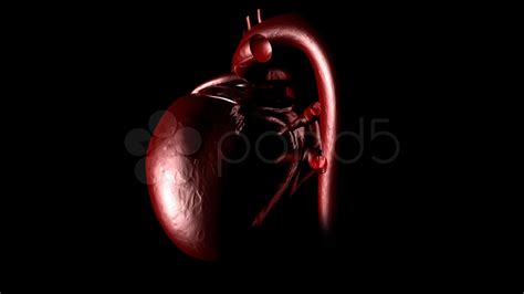 Real Human Heart Beating 