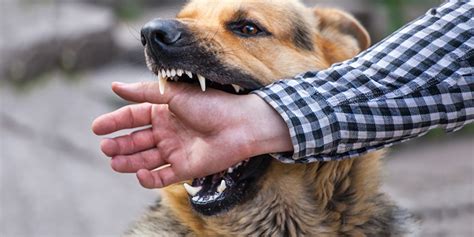 Dog Bite Injuries - Lawyers Blog