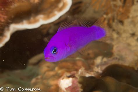 Purple Dottyback