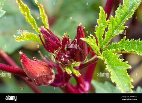 La Okra Abelmoschus Esculentus Es Una Planta De Floración Perenne De