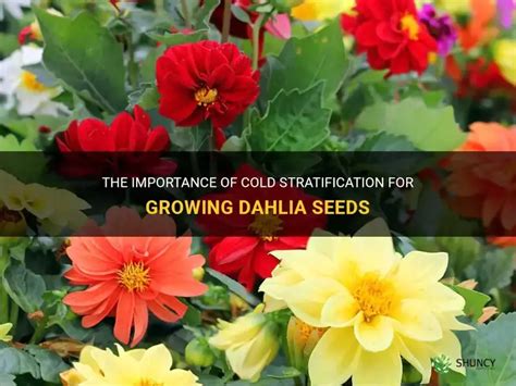 The Importance Of Cold Stratification For Growing Dahlia Seeds Shuncy