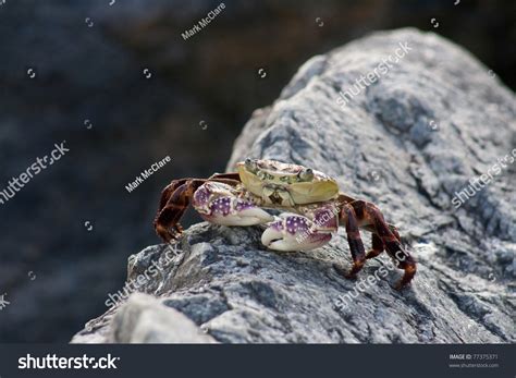 A Purple Rock Crab Or Shore Crab Latin Name Leptograpsus Variegatus