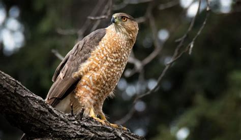 Types Of Hawks In Michigan A Birdwatchers Guide With Image Spark Lark