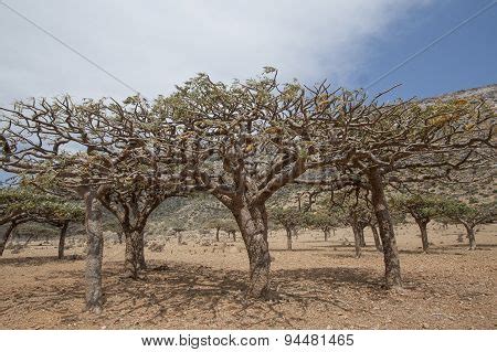 Frankincense Trees, Boswellia sacra, olibanum-tree image & stock photo. 94481465