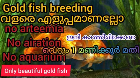 How To Breed Gold Fish Breeding Feeding A To Z Details