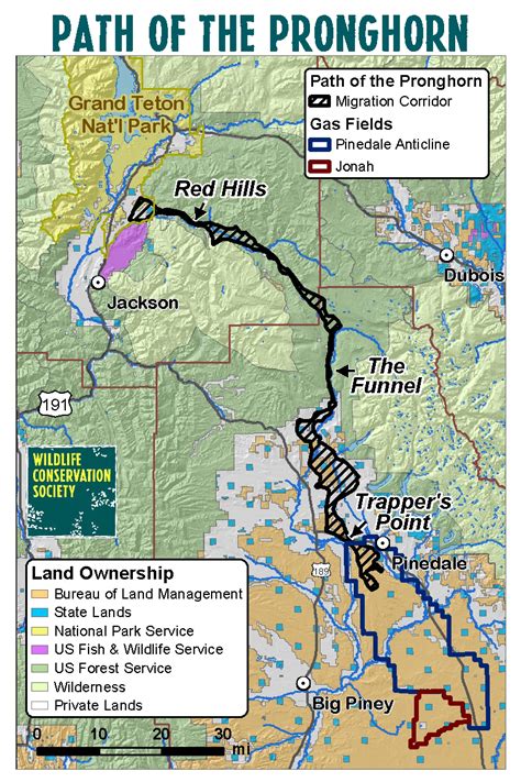 Pronghorn Migration On The Path Of The Pronghorn