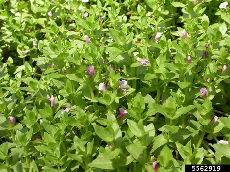 Hedge Hyssop Gratiola Pubescens