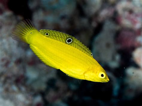 Meet The Eye Catching Yellow Coris Wrasse Complete Guide Aquapets Guide