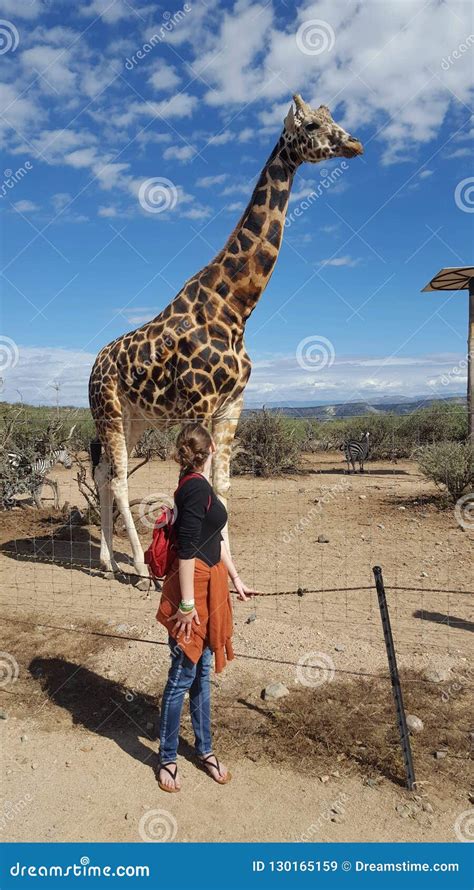 Girl vs Giraffe editorial stock image. Image of giraffe - 130165159