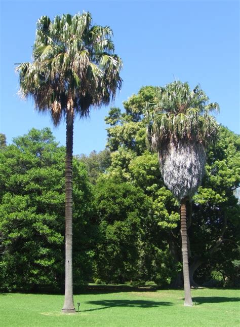 Cabbage tree palm (Livistona australis) - True Green Nursery