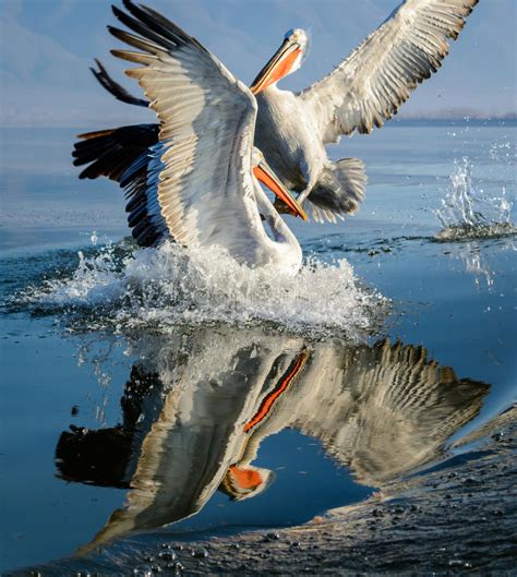 Dalmatian Pelican Pelecanus Crispus Stock Photo Image Of Looking