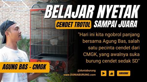 Belajar Perawatan Nyetak Cendet Trotol Sampai Juara Bersama Agung Bas