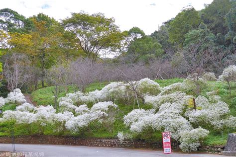 【台中市東勢區】豐富好玩的山林景點｜東勢林場遊樂區 充滿挑戰性的體能訓練區 遊客中心 白雪木盛開 侏儸紀公園 賞螢步道 觀音洞－ 珍妮佛的花草