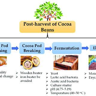 The Stages Of Post Harvest Of Cocoa Beans And The Factors That Need To