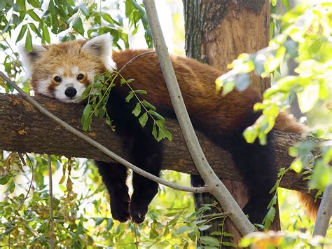 Rote Pandas Kleine Pandas Im Wwf Artenlexikon Wwf