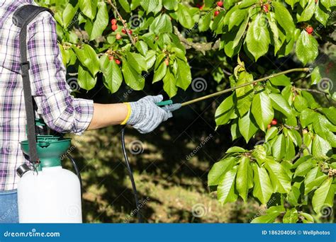 Spraying Of Fruit Trees In Late Winter From Pests And Insects Stock