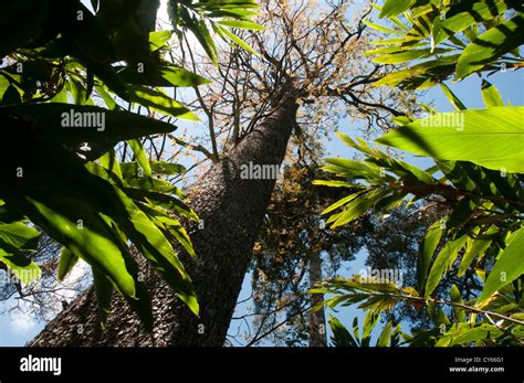 Black timber, Indian Rosewood tree Stock Photo - Alamy