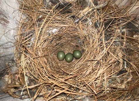 Bird Breeding Season: Eggs - Zoo Atlanta