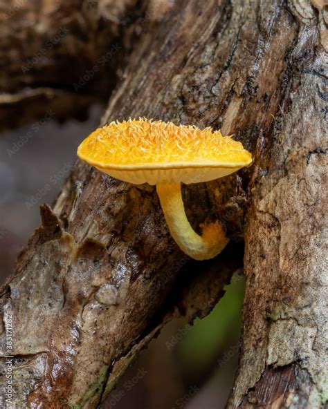 Cyptotrama Asprata Fungus Commonly Known As The Golden Scruffy