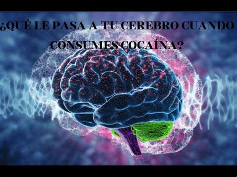 Qu Ocurre En El Cerebro Cuando Consumes Coca Na Youtube