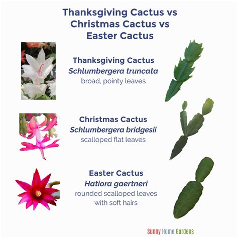 Christmas Cactus Vs Thanksgiving Cactus Vs Easter Cactus - Sunny Home ...