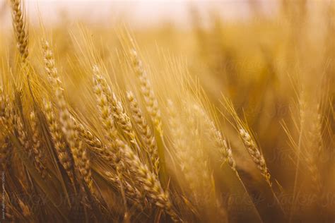 Detail Of A Cereal Field Grown In Summer At Sunset By Stocksy