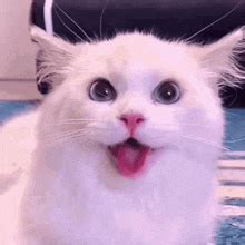 Happy Cat GIFs | Tenor