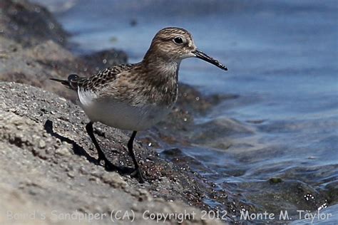 Bairds Sandpiper