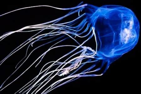 Box Jellyfish Venom Discovery - Coastal First Aid