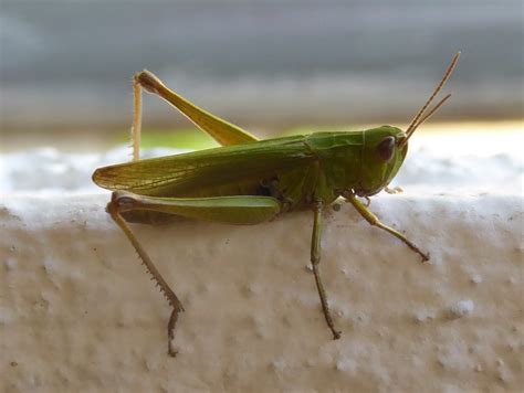 hübscher grüner Grashüpfer bestimmbar 2 2 Feldheuschrecke Flickr