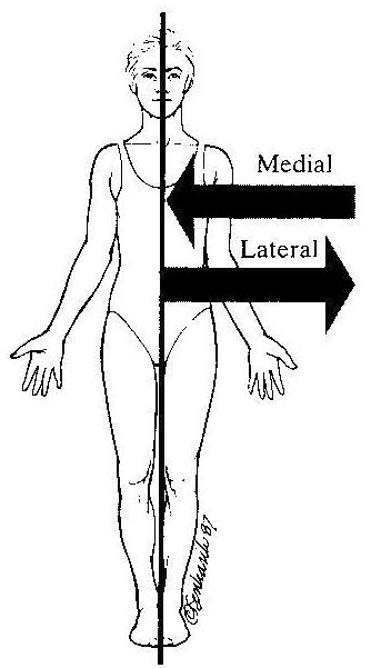 Radiologia E Imagen Cetis 76 Regiones Anatomicas Radiologicas