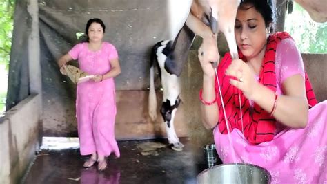 Beautiful Village Woman Cow Milking Village Woman Milking Cow By