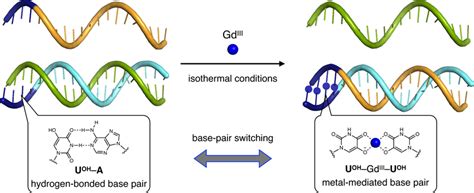 Schematic Representation Of Metal Mediated Dna Strand Displacement Download Scientific Diagram