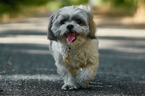 Todo Sobre El Perro Shih Tzu Precios Tipos Carácter Cuidados