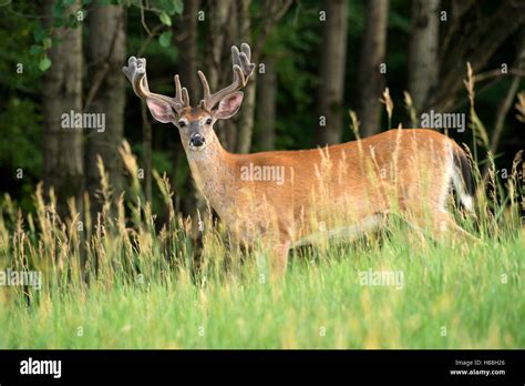 White Tailed Deer Odocoileus Virginianus Buck In Velvet North