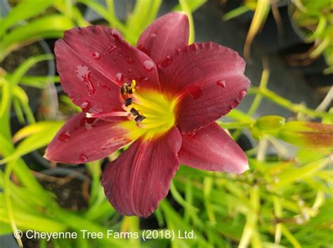 Daylily – Ruby Stella – Cheyenne Tree Farm – Trees, Shrubs, Perennials ...