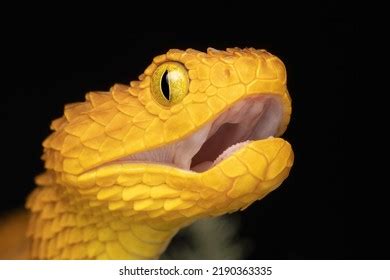 Extreme Closeup Venomous Bush Viper Snake Stock Photo 2190363335 ...