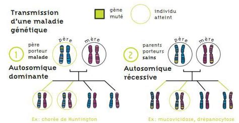 Quest Ce Que Ladn Structure