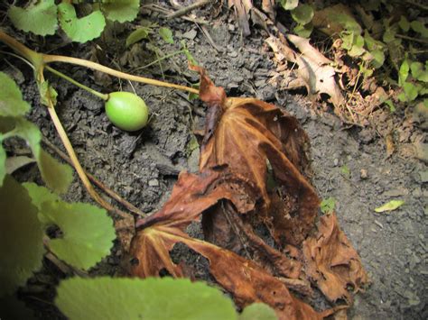 Podophyllum peltatum - wikidoc