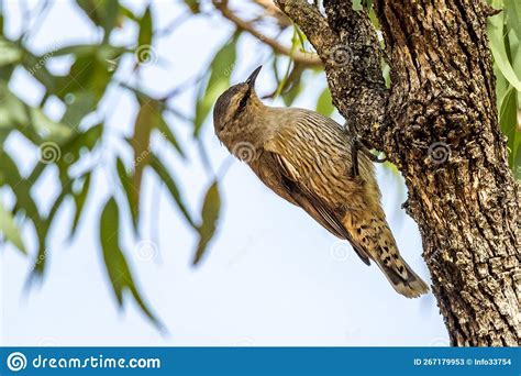 Brown Treecreeper In Victoria Australia Stock Image Image Of Endemic