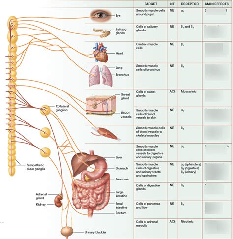 Sympathetic Nervous System Diagram Quizlet