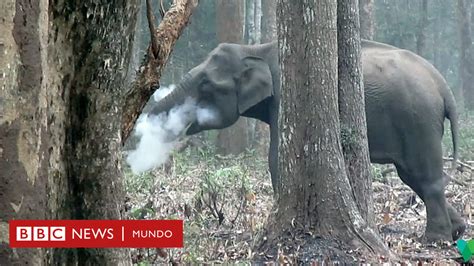 El Video Del Elefante Que Echa Humo Por La Boca Y Dej Perplejos A